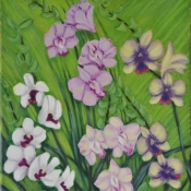 Pink orchids